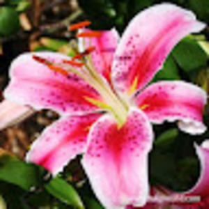 Meet your Posher, Autumn